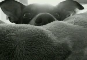 Meet your Posher, Jazzmine